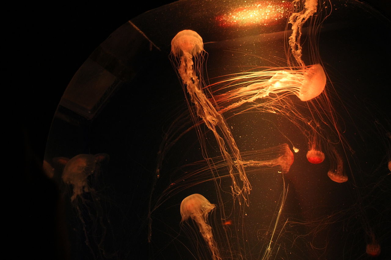 Medusas en un acuario. Wikimedia Commons